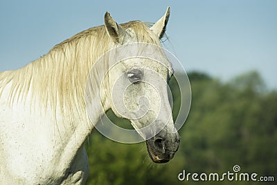 White horse standing in a green field under a blue sky Stock Photo