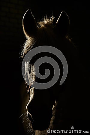 White horse in studio contour backlight, beautiful shot of gelding Stock Photo