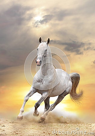 White Horse In Sunset Stock Image Image 21620441