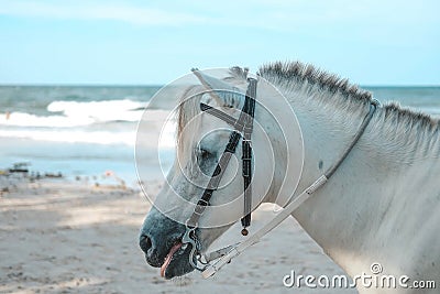 White horse for Tourist service at the Hua Hin Beach, Prachuap Khiri Khan, Thailand Stock Photo