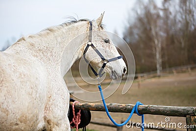 White horse before the training Stock Photo