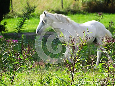 White horse trots Stock Photo