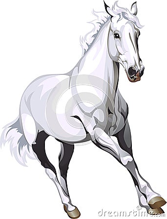 White horse Vector Illustration