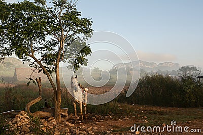 White horse in the Vinales Valley at sunrise and background Mogotes Stock Photo