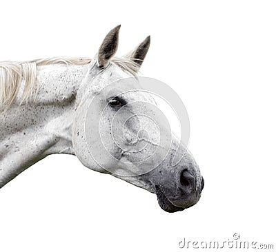 White horse on white background Stock Photo