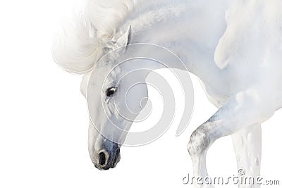 White horse on white Stock Photo