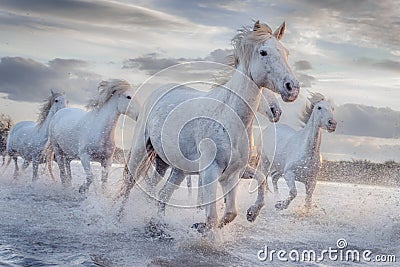 White horses in Camargue, France Stock Photo