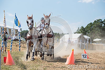 White horses and carriage on starting line spectacular view Editorial Stock Photo