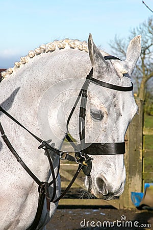 A white horses head Stock Photo
