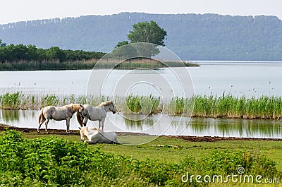 White horses on Lake Vico Stock Photo