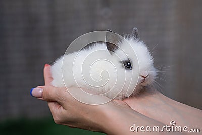 White hotot rabbit sits on a woman's hand before Easter Stock Photo