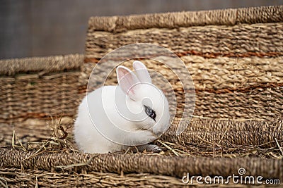 White hotot rabbit sitting holding something in its paws or washing itself on a wicker basket on a sunny day before Easter Stock Photo