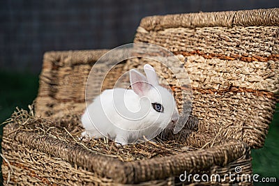 White hotot rabbit sitting on a wicker basket on a sunny day before Easter Stock Photo