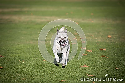 White Husky running in the grass Stock Photo