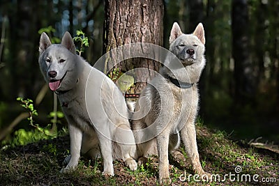 White husky sits in forest Stock Photo