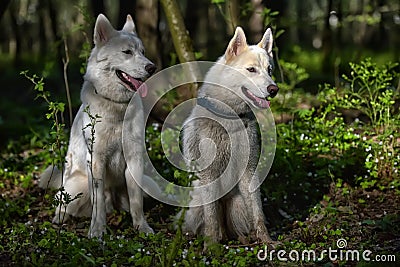 White husky sits in forest Stock Photo