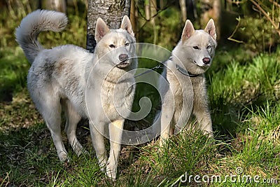 White husky sits in forest Stock Photo