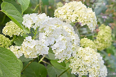 White Hydrangea arborescens Annabelle, backlit by the sun in summer Stock Photo
