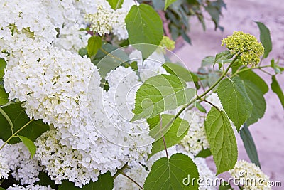 White Hydrangea arborescens Annabelle, backlit by the sun in summer. Stock Photo