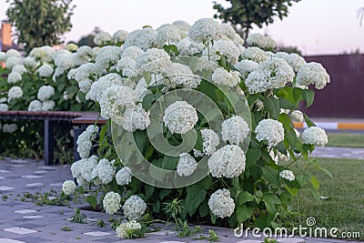 White hydrangea blooming in the evening summer garden Stock Photo