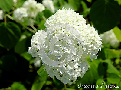 White hydrangea inflorescence, close-up. Beautiful white flowers Stock Photo