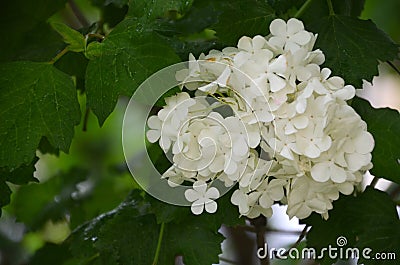 White hydrangea in the spring time with natura light Stock Photo