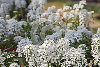 white iberis amara flower Stock Photo