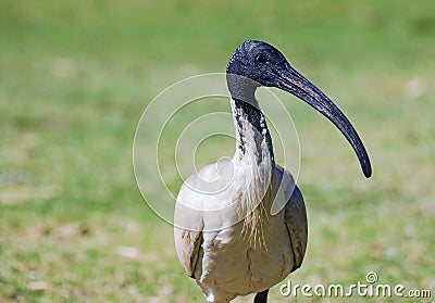 white Ibis bird Stock Photo