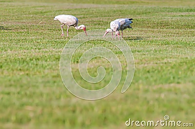 White ibis flock of birds at cape hatteras national seashore Stock Photo