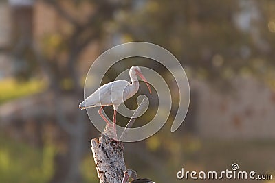 White Ibis standing on top of a dead tree stump Stock Photo