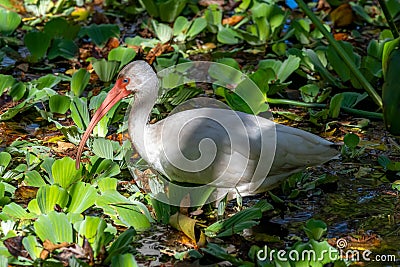 White Ibis wades through the green foliage of the swampy waters Editorial Stock Photo