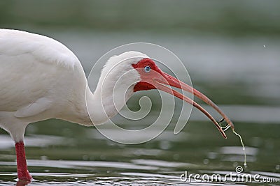 White ibis with water in beak Stock Photo