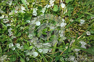 White ice hail on the green grass in summer Stock Photo