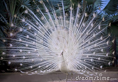 White indian peacock showing beautiful fan tail and dancing on g Stock Photo