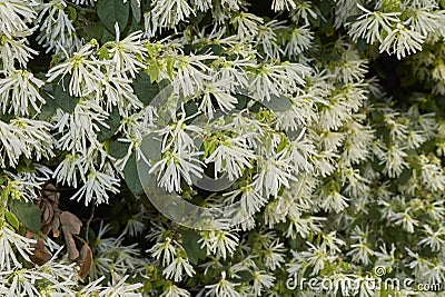 Loropetalum chinense in bloom Stock Photo