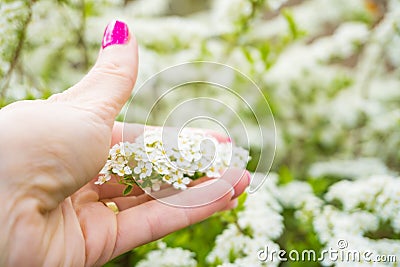 white inflorescences of spiraea arguta in the girl& x27;s hand on sunny spring day Stock Photo