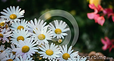 White, innocent daisies / marguerite flowers in spring Stock Photo