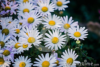 White, innocent daisies / marguerite flowers in spring Stock Photo