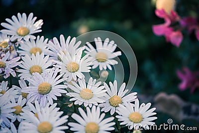 White, innocent daisies / marguerite flowers in spring Stock Photo