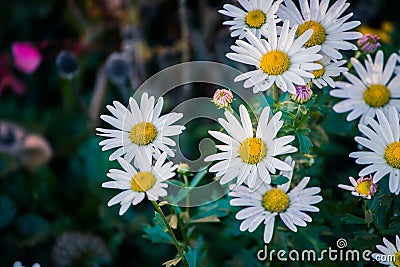 White, innocent daisies / marguerite flowers in spring Stock Photo