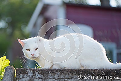 White invalid cat had ear amputated. Kitty is outside in garden Stock Photo