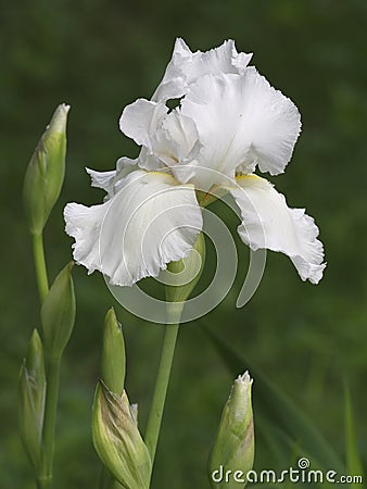 White iris Stock Photo