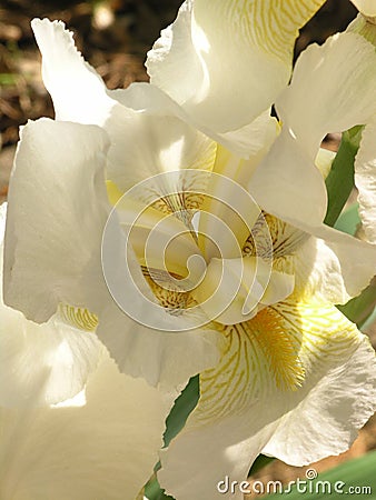 White Iris Stock Photo