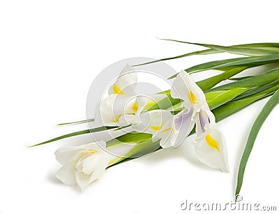 White iris Stock Photo