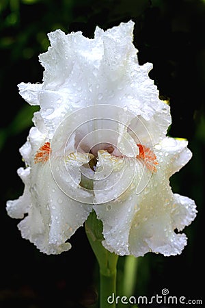 White Iris Stock Photo
