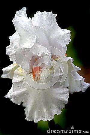 White Iris Stock Photo