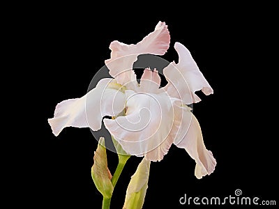 White Iris In Bloom Stock Photo