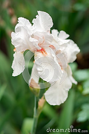 White iris flower covered with drops of water. Stock Photo