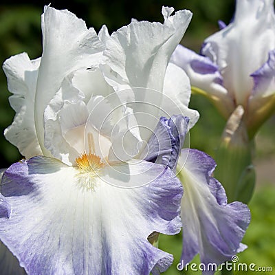 White iris flower Stock Photo