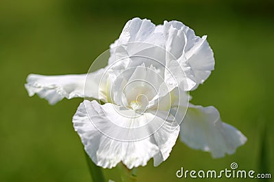 White Iris Flower Stock Photo